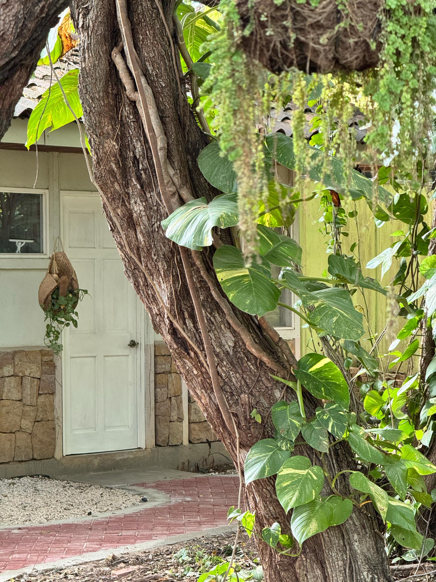 Jardín de la Buda Garden Room con árbol y plantas frente a la entrada, Casa Buda Liberia